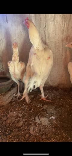 Hera Aseel Paper white