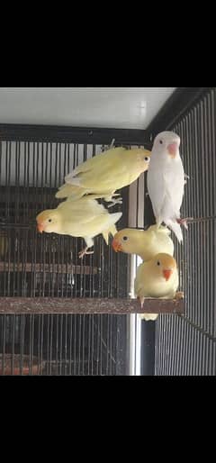 Albino Cremino
