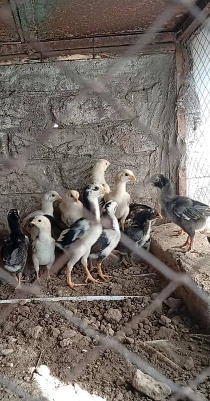 aseel Shamo chiks avlibal han urgent sale WhatsApp 03204128314 1