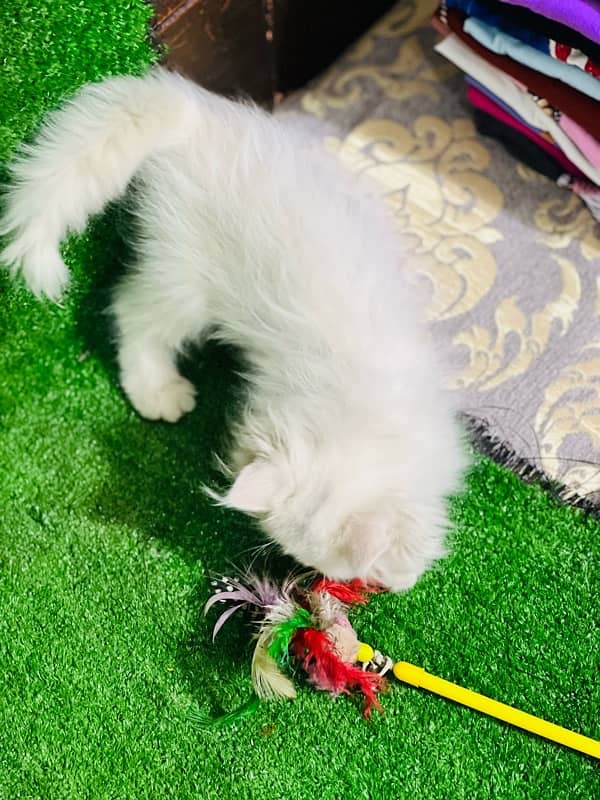 extreme punch female Persian kitten for sale 3