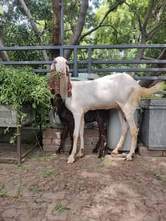 Ghar ki bakri hai