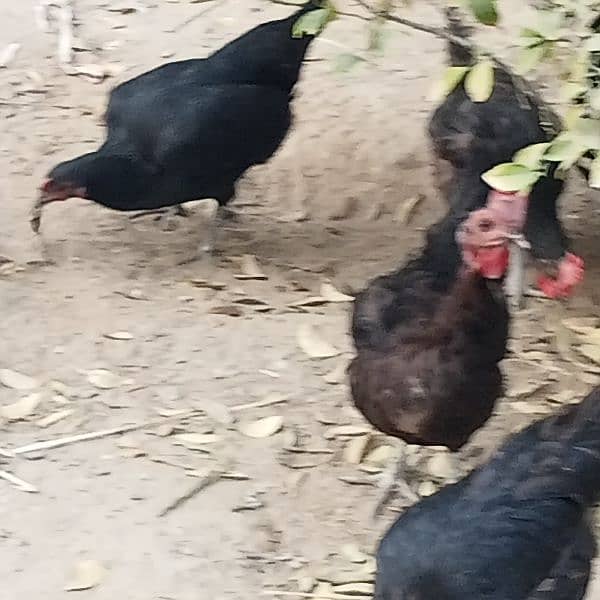 Asterloop hens, fertile eggs and chicks.   . 7