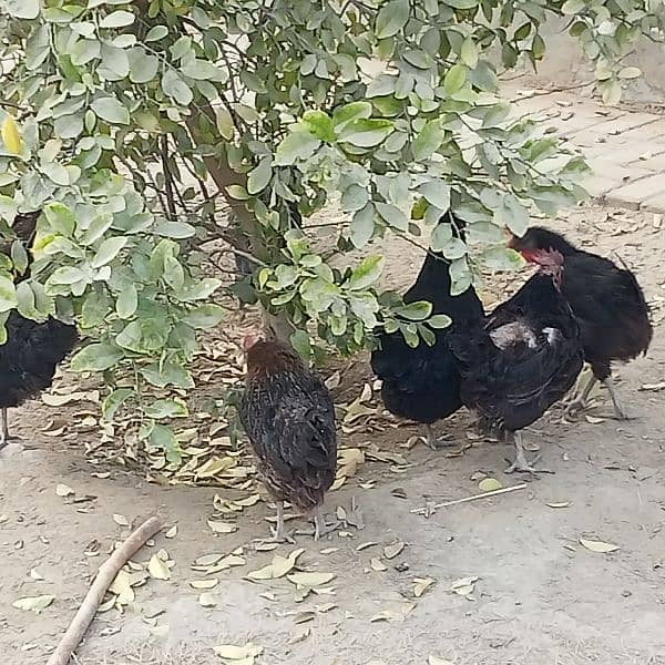 Asterloop hens, fertile eggs and chicks.   . 10