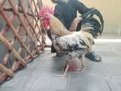 2 Desi murge