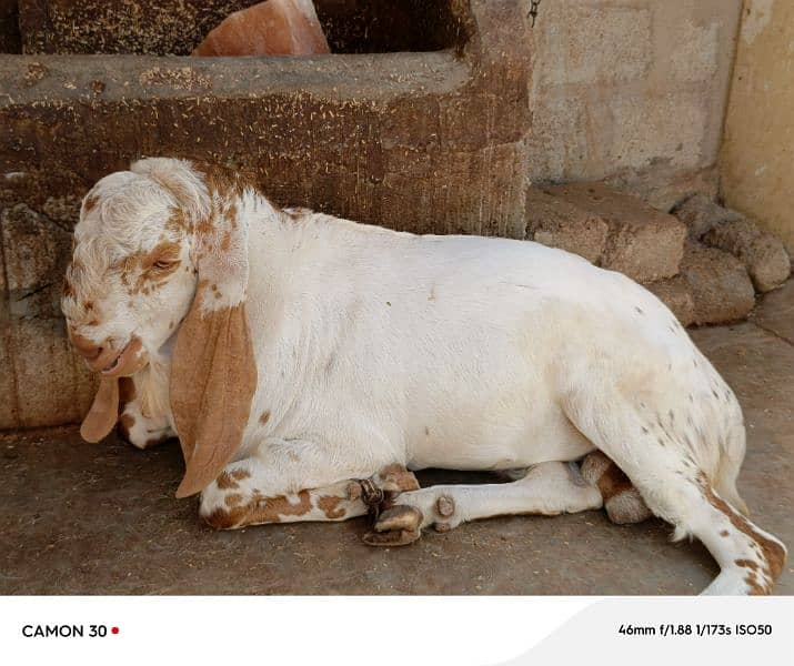 Makka Cheeni Bakra 2 lakh 0