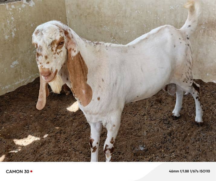 Makka Cheeni Bakra 2 lakh 1