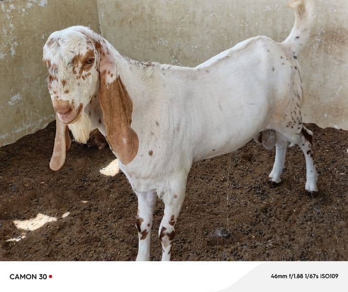 Makka Cheeni Bakra 2 lakh 2