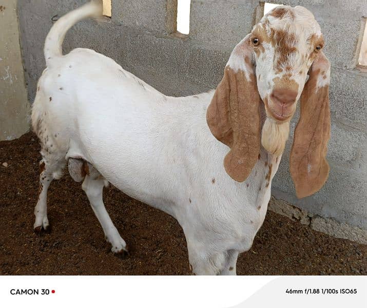 Makka Cheeni Bakra 2 lakh 3