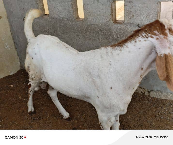 Makka Cheeni Bakra 2 lakh 4