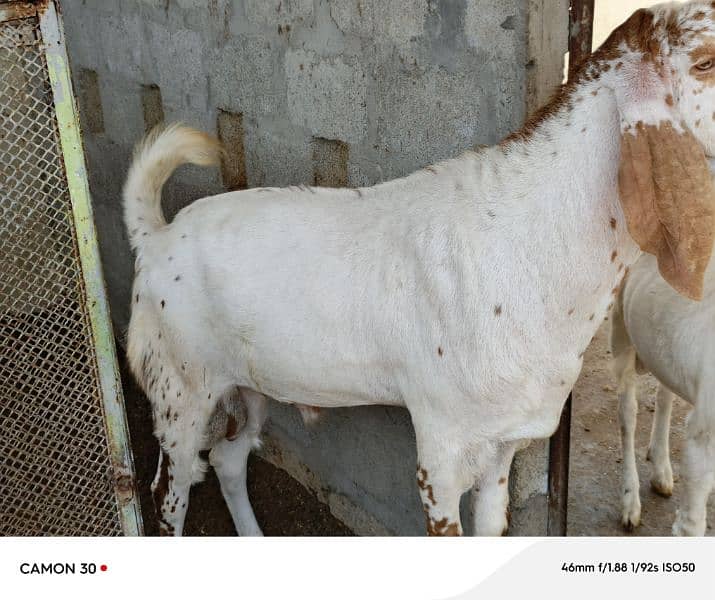 Makka Cheeni Bakra 2 lakh 5