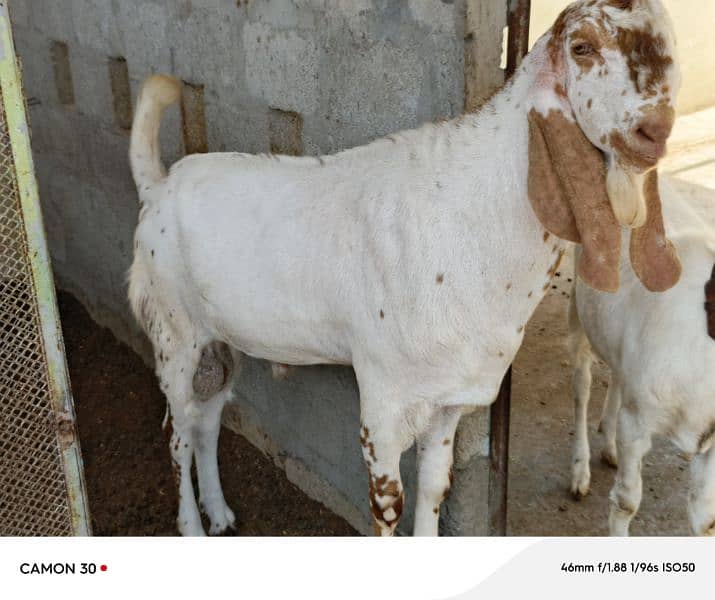 Makka Cheeni Bakra 2 lakh 6