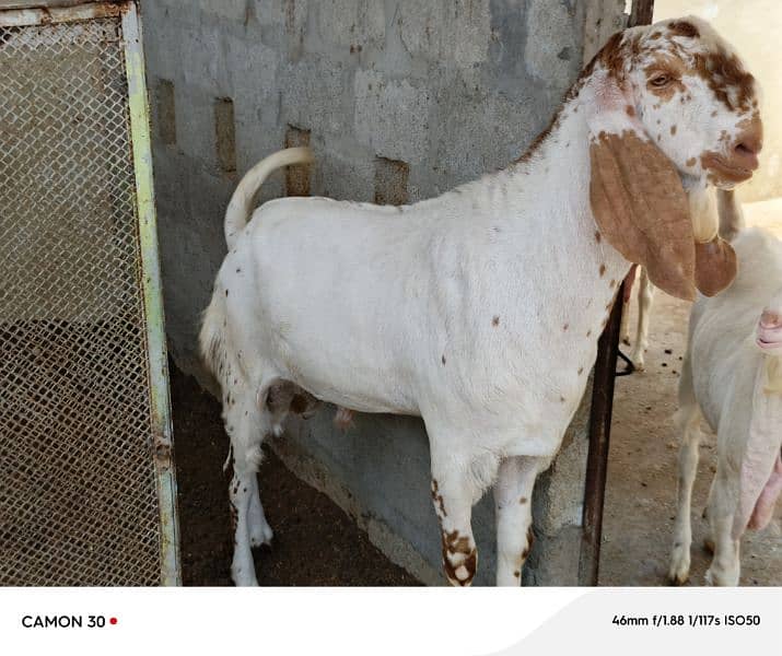 Makka Cheeni Bakra 2 lakh 7