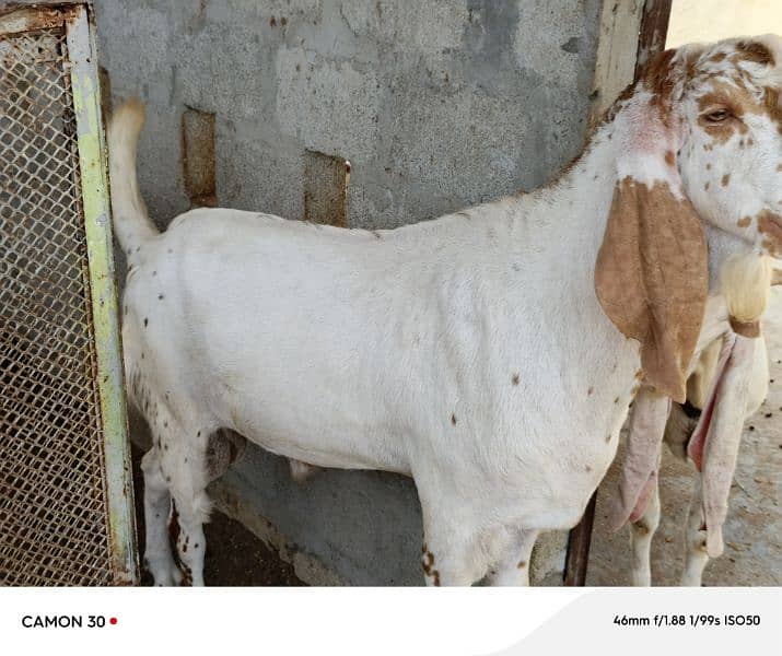 Makka Cheeni Bakra 2 lakh 8