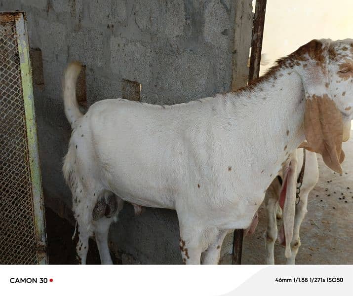 Makka Cheeni Bakra 2 lakh 9