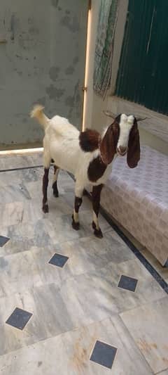 Bakra
