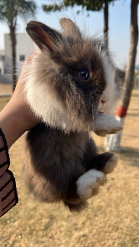 rabbit for sale 2