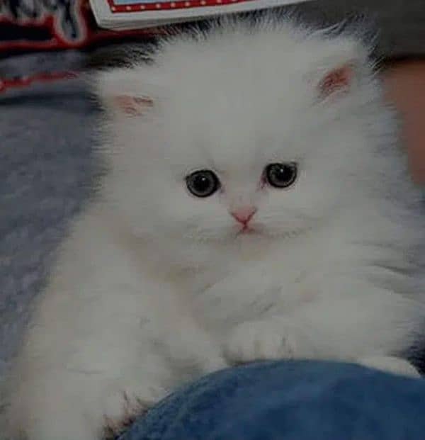 persian kitten punch face tripple coated 0