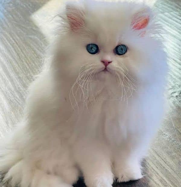 persian kitten punch face tripple coated 1