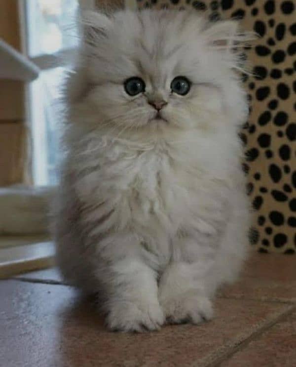 persian kitten punch face tripple coated 3