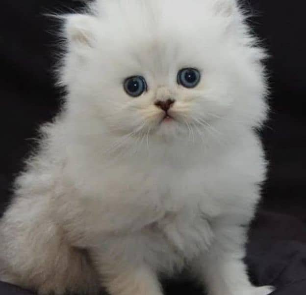 persian kitten punch face tripple coated 4