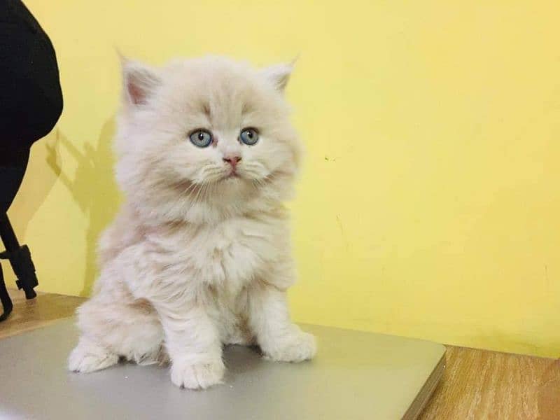 persian kitten punch face tripple coated 5