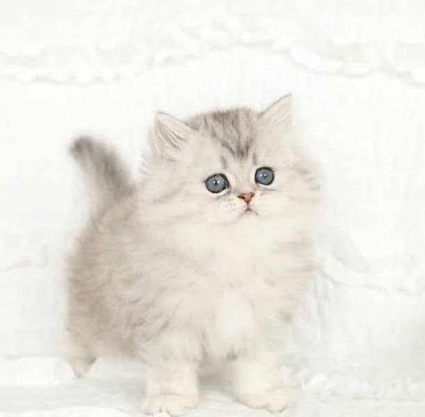 persian kitten punch face tripple coated 6