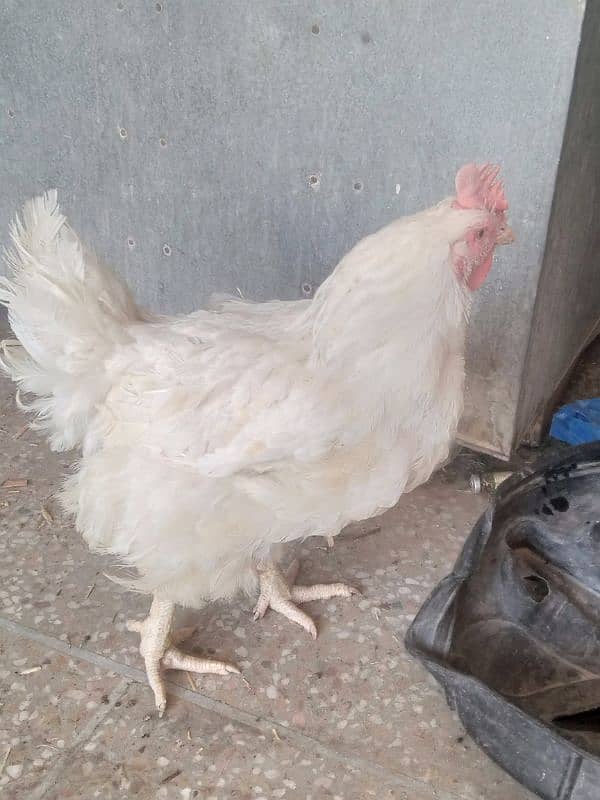 Hen For sale 0