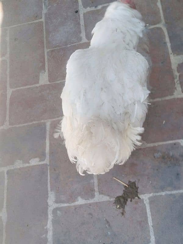 Hen For sale 1