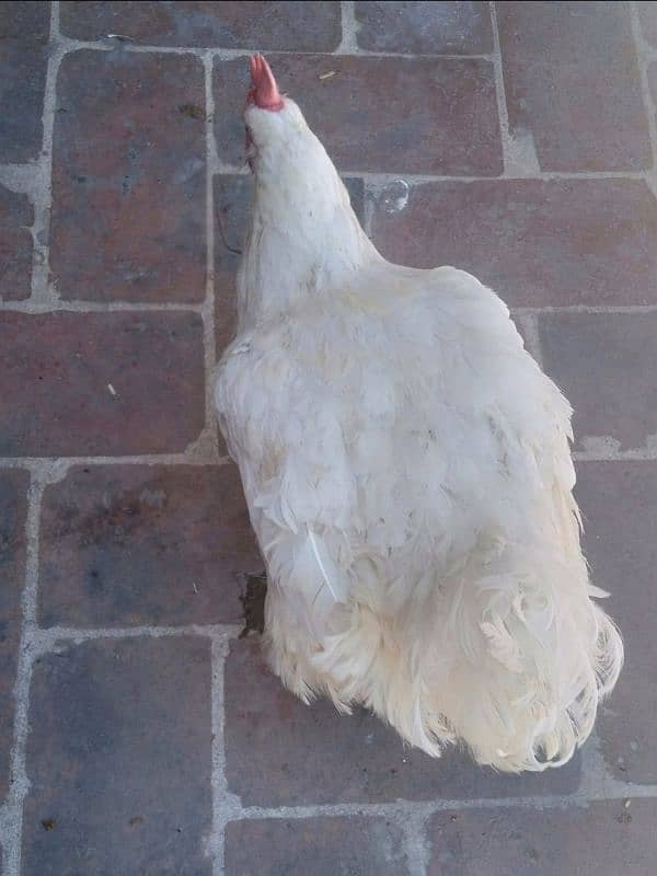 Hen For sale 2