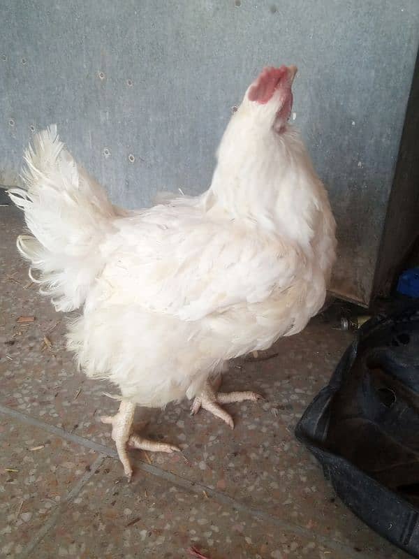Hen For sale 3