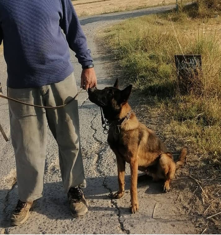 Belgian Malinois Male dog /  belgian malinois  / dog for sale 10