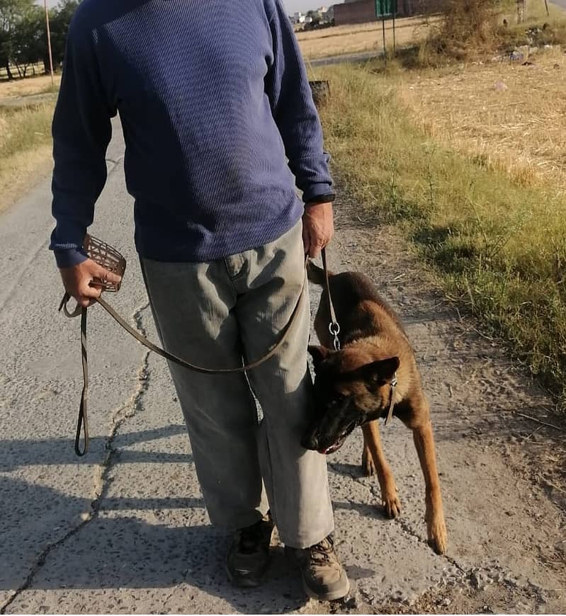 Belgian Malinois Male dog /  belgian malinois  / dog for sale 11