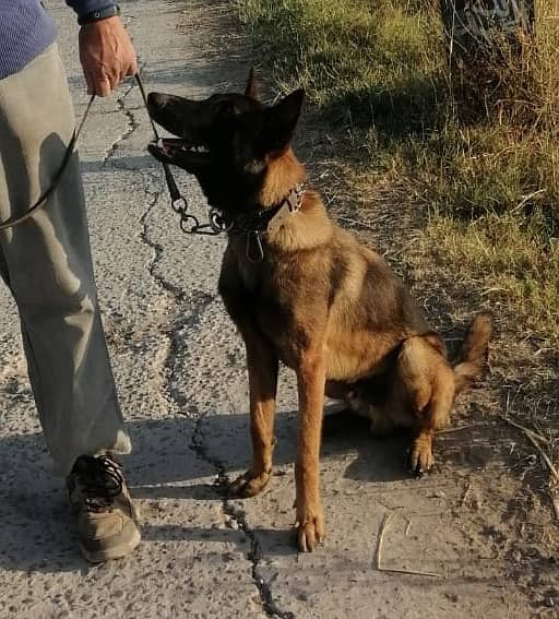 Belgian Malinois Male dog /  belgian malinois  / dog for sale 13