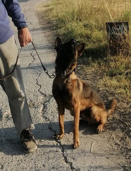 Belgian Malinois Male dog /  belgian malinois  / dog for sale 14