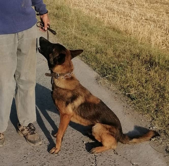 Belgian Malinois Male dog /  belgian malinois  / dog for sale 17
