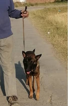 Belgian Malinois Male dog /  belgian malinois  / dog for sale 18