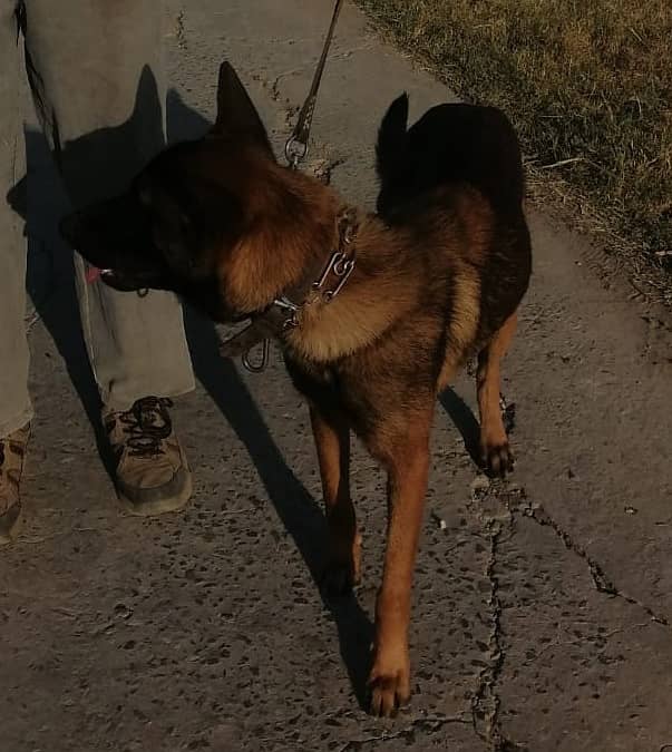 Belgian Malinois Male dog /  belgian malinois  / dog for sale 19