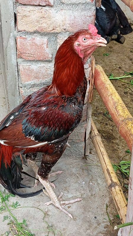 Sindhi aseel murga for sale 0