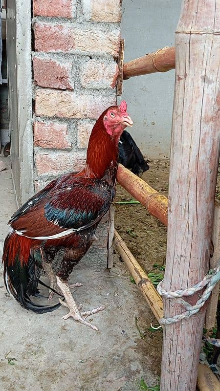 Sindhi aseel murga for sale 1