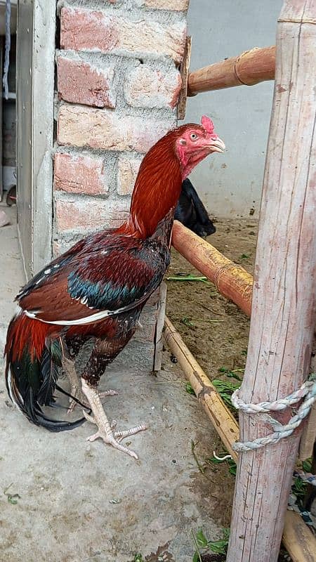 Sindhi aseel murga for sale 2