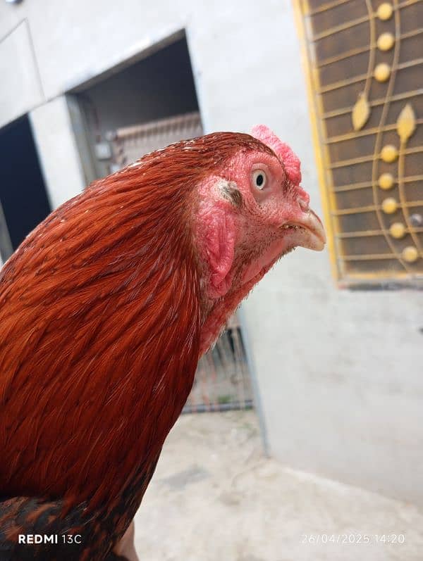 Sindhi aseel murga for sale 3