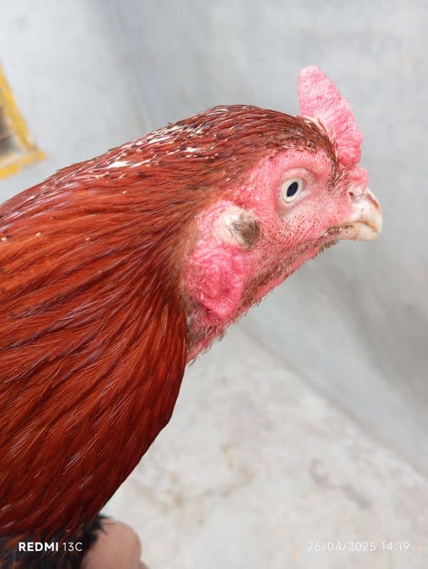 Sindhi aseel murga for sale 4