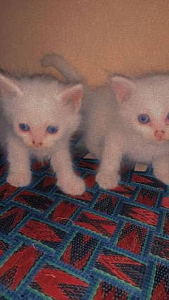 female cat 2 for sale