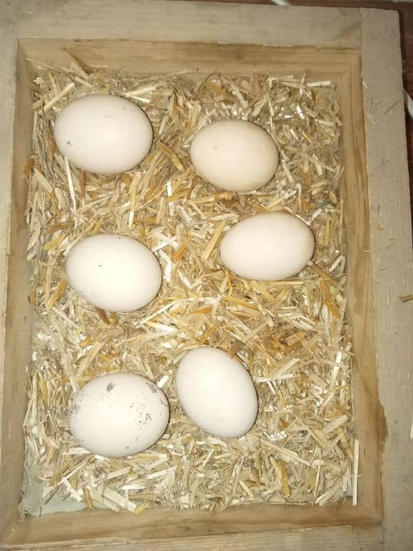 High quality aseels eggs 0