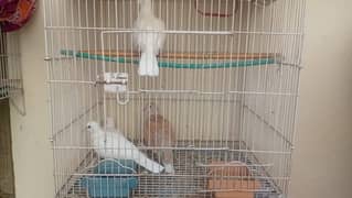White dove pair and brown pair total 2 pair