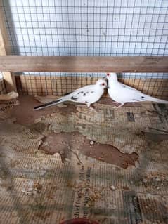 FihtDove