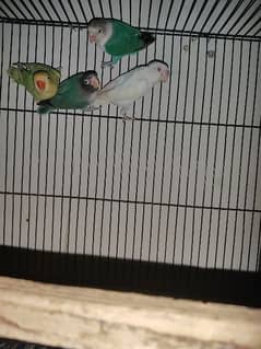 loveBirds