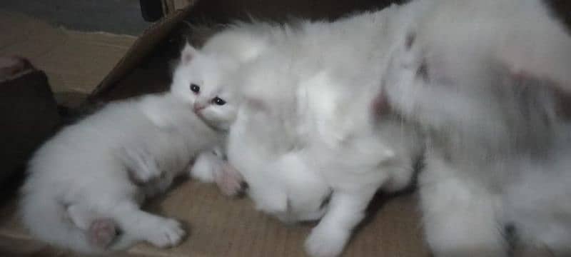 Triple coated Persian Female and her 3 kids 1