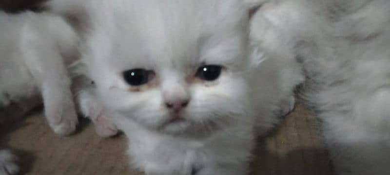 Triple coated Persian Female and her 3 kids 2