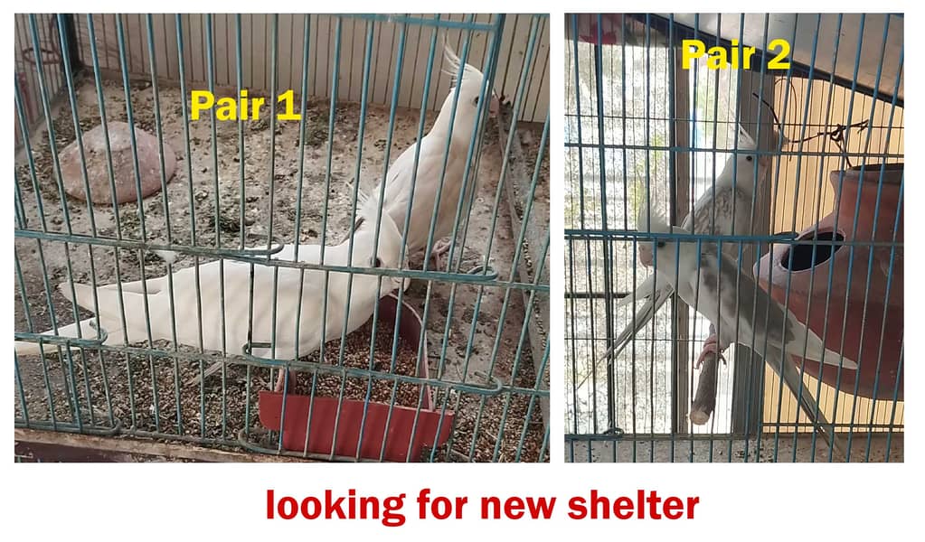 Two cockatiel pair for sale 0